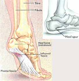 Anatomy of the Foot