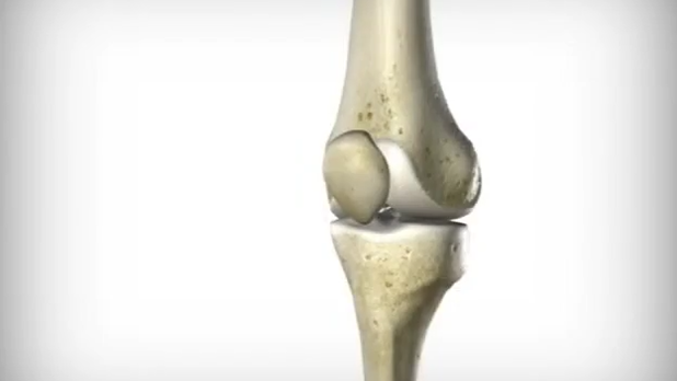 How a Knee Works
