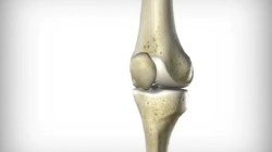 How a Knee Works